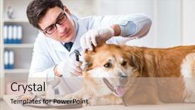  Presentation with golden - Theme featuring doctor examining golden retriever dog background and a  colored foreground