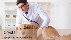  Presentation with golden - Colorful presentation theme enhanced with doctor examining golden retriever dog backdrop and a  colored foreground