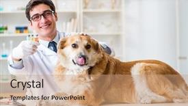  Presentation with metabolic doctor examining - Presentation theme featuring doctor examining golden retriever dog background and a coral colored foreground