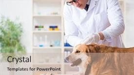  Presentation with doctor examining a newborn baby - Cool new slide deck with doctor examining golden retriever dog backdrop and a  colored foreground