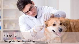  Presentation with golden - Presentation featuring doctor examining golden retriever dog background and a  colored foreground