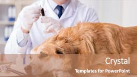  Presentation with golden - Presentation theme enhanced with doctor examining golden retriever dog background and a  colored foreground