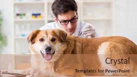  Presentation with metabolic syndrome doctor examining - Amazing PPT theme having doctor examining golden retriever dog backdrop and a coral colored foreground