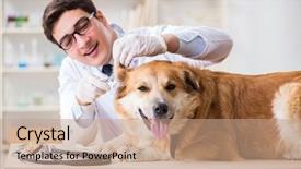  Presentation with doctor examining a newborn baby - Cool new presentation theme with doctor examining golden retriever dog backdrop and a  colored foreground