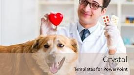  Presentation with vet - Slide set enhanced with doctor examining golden retriever dog in vet clinic background and a coral colored foreground