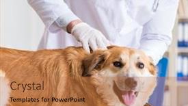  Presentation with vet - PPT layouts having doctor examining golden retriever dog in vet clinic background and a coral colored foreground