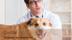  Presentation with vet - Presentation design with doctor examining golden retriever dog in vet clinic background and a coral colored foreground