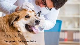  Presentation with golden - Colorful presentation theme enhanced with doctor examining golden retriever dog in vet clinic backdrop and a coral colored foreground