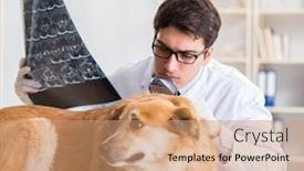  Presentation with golden - Theme consisting of doctor-examining-golden-retriever-dog background and a coral colored foreground