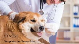  Presentation with vet - Cool new presentation theme with doctor-examining-golden-retriever-dog backdrop and a coral colored foreground