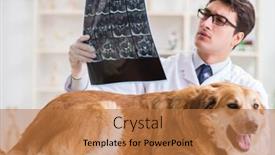  Presentation with vet - Audience pleasing presentation design consisting of doctor-examining-golden-retriever-dog backdrop and a coral colored foreground