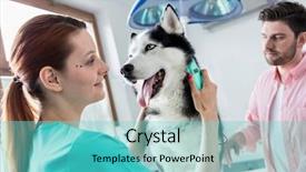  Presentation with husky - Cool new PPT theme with doctor examining husky dog while backdrop and a seafoam green colored foreground