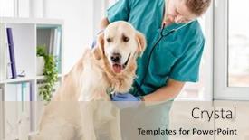  Presentation with listening - Presentation design featuring doctor-listening-golden-retriever-dog background and a soft green colored foreground