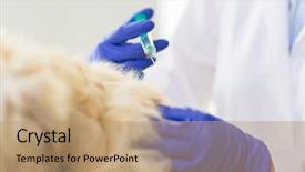  Presentation with veterinary medicine - Slide deck consisting of doctor with syringe making vaccine background and a coral colored foreground