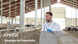  Presentation with animal agriculture - Audience pleasing PPT layouts consisting of doctor with syringe vaccinating cow backdrop and a gray colored foreground