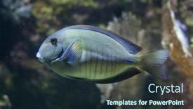  Presentation with keel billed toucan also known - PPT theme featuring doctorfish-acanthurus-chirurgus-also-known background and a wine colored foreground
