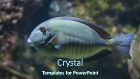  Presentation with keel billed toucan also known - Theme featuring doctorfish-acanthurus-chirurgus-also-known background and a tawny brown colored foreground