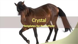  Presentation with horse - PPT theme having dodge - andalusian horse trotting background and a tawny brown colored foreground