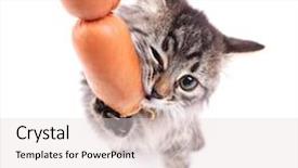  Presentation with hello kitty cute little kitten - Colorful slide deck enhanced with dodgers - cute kitten with delicious sausages backdrop and a  colored foreground