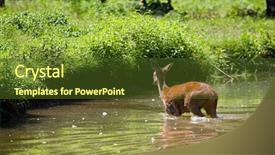  Presentation with buck and doe - Colorful slides enhanced with doe deer in a river backdrop and a tawny brown colored foreground