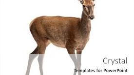  Presentation with deer - Presentation design with doe-walking-female-red-deer background and a  colored foreground