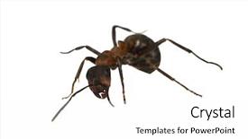  Presentation with ant - Presentation theme featuring doer - big forest ant isolated background and a  colored foreground