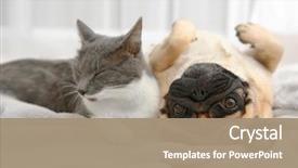  Presentation with cat dog - PPT theme having dog - adorable pug and cute cat background and a coral colored foreground