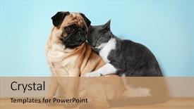  Presentation with cat dog - Colorful presentation theme enhanced with dog - adorable pug and cute cat backdrop and a coral colored foreground