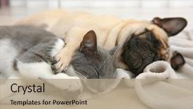  Presentation with cat dog - PPT theme featuring dog - adorable pug and cute cat background and a coral colored foreground