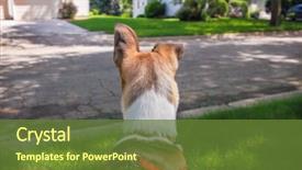  Presentation with dog park dogs plays - Cool new PPT layouts with back of dog's head backdrop and a tawny brown colored foreground