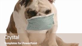  Presentation with sick dog - Theme featuring dog - bulldog wearing medical mask background and a coral colored foreground