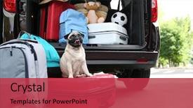  Presentation with cute christmas pug puppy dog - Slides consisting of dog - car trunk with cute pug background and a red colored foreground