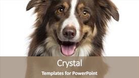  Presentation with old dog - Cool new presentation with dog - close up of a border backdrop and a coral colored foreground