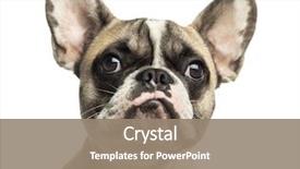  Presentation with dog - Slide deck having morning glory flower beautiful flower background and a tawny brown colored foreground