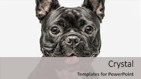  Presentation with camera - Amazing PPT theme having dog - close up of a french backdrop and a light gray colored foreground