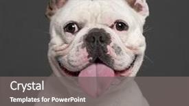 Presentation with old dog - Presentation featuring dog - close-up of french bulldog 3 background and a gray colored foreground