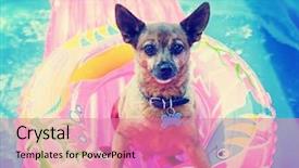  Presentation with vintage retro - Amazing PPT theme having dog - cute chihuahua mix sitting backdrop and a coral colored foreground