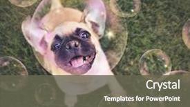  Presentation with vintage retro - Slides consisting of dog - cute chihuahua pug mix puppy background and a gray colored foreground