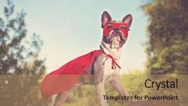  Presentation with hero - Slide deck with dog - cute french bulldog background and a coral colored foreground