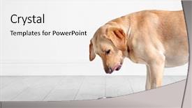  Presentation with bowl - Colorful theme enhanced with dog - cute labrador retriever eating backdrop and a white colored foreground