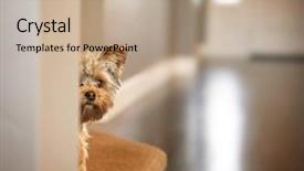  Presentation with vintage retro - Cool new PPT layouts with dog - cute yorkshire terrier peeking backdrop and a coral colored foreground