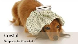  Presentation with sick dog - Slides with dog - dachshund with hot water background and a coral colored foreground