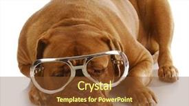  Presentation with dog - Amazing PPT theme having dog - dogue de bordeaux wearing backdrop and a tawny brown colored foreground