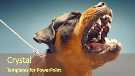  Presentation with blue - Presentation design enhanced with dog - ferocious rottweiler barking on blue background and a tawny brown colored foreground