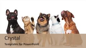  Presentation with pets - Colorful presentation design enhanced with dog - five curious pets witch collar backdrop and a coral colored foreground