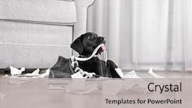  Presentation with shoes - Theme enhanced with dog - funny labrador puppy playing background and a light gray colored foreground