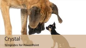  Presentation with great britain painted - Amazing presentation theme having dog - great dane looking backdrop and a coral colored foreground