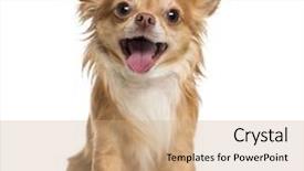  Presentation with old dog - Amazing presentation design having dog - happy chihuahua 4 years old backdrop and a coral colored foreground