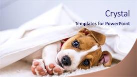  Presentation with puppy - Audience pleasing PPT theme consisting of dog - jack russel puppy on white backdrop and a sky blue colored foreground