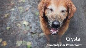  Presentation with golden 50th anniversary - Colorful slide set enhanced with dog - muddy golden retriever backdrop and a gray colored foreground